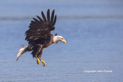 Bald-Eagle;Eagle;Flying-Bird;Haliaeetus-leucocephalus;Photography;action;active;